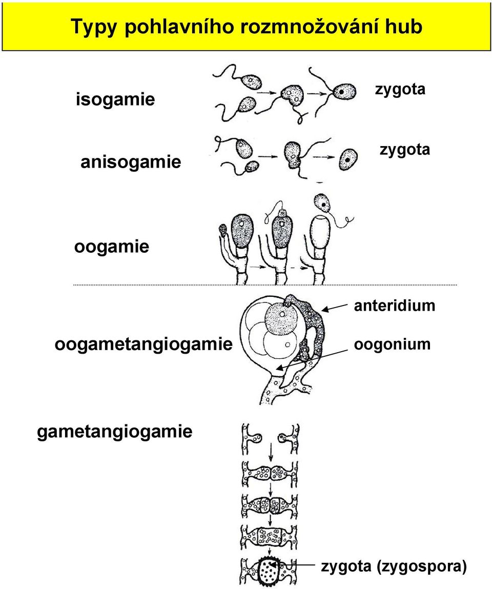 oogamie anteridium oogametangiogamie