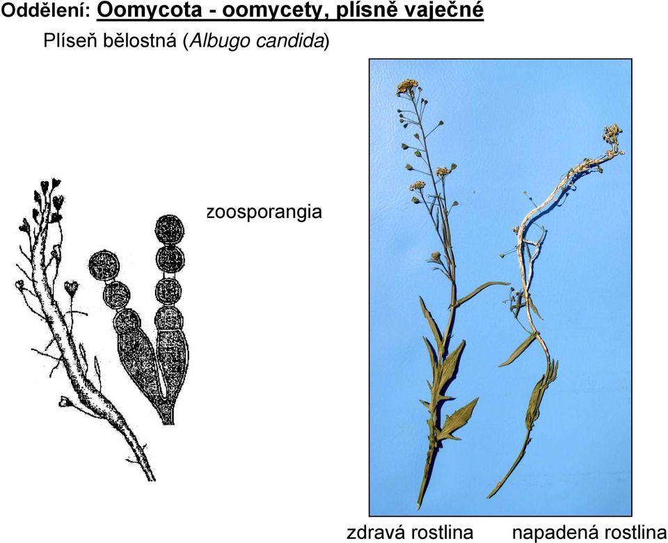 (Albugo candida) zoosporangia