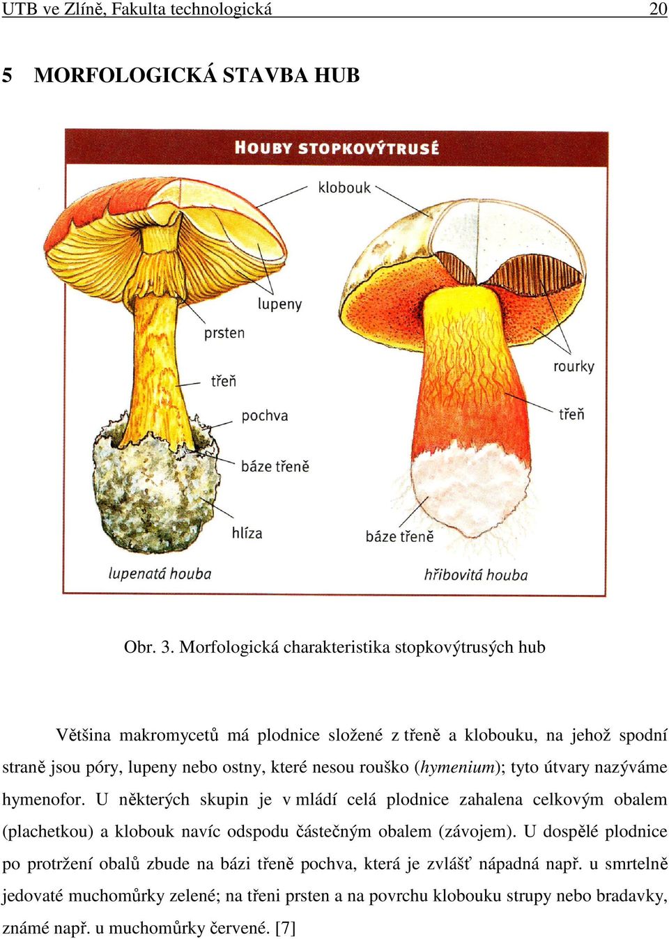 které nesou rouško (hymenium); tyto útvary nazýváme hymenofor.