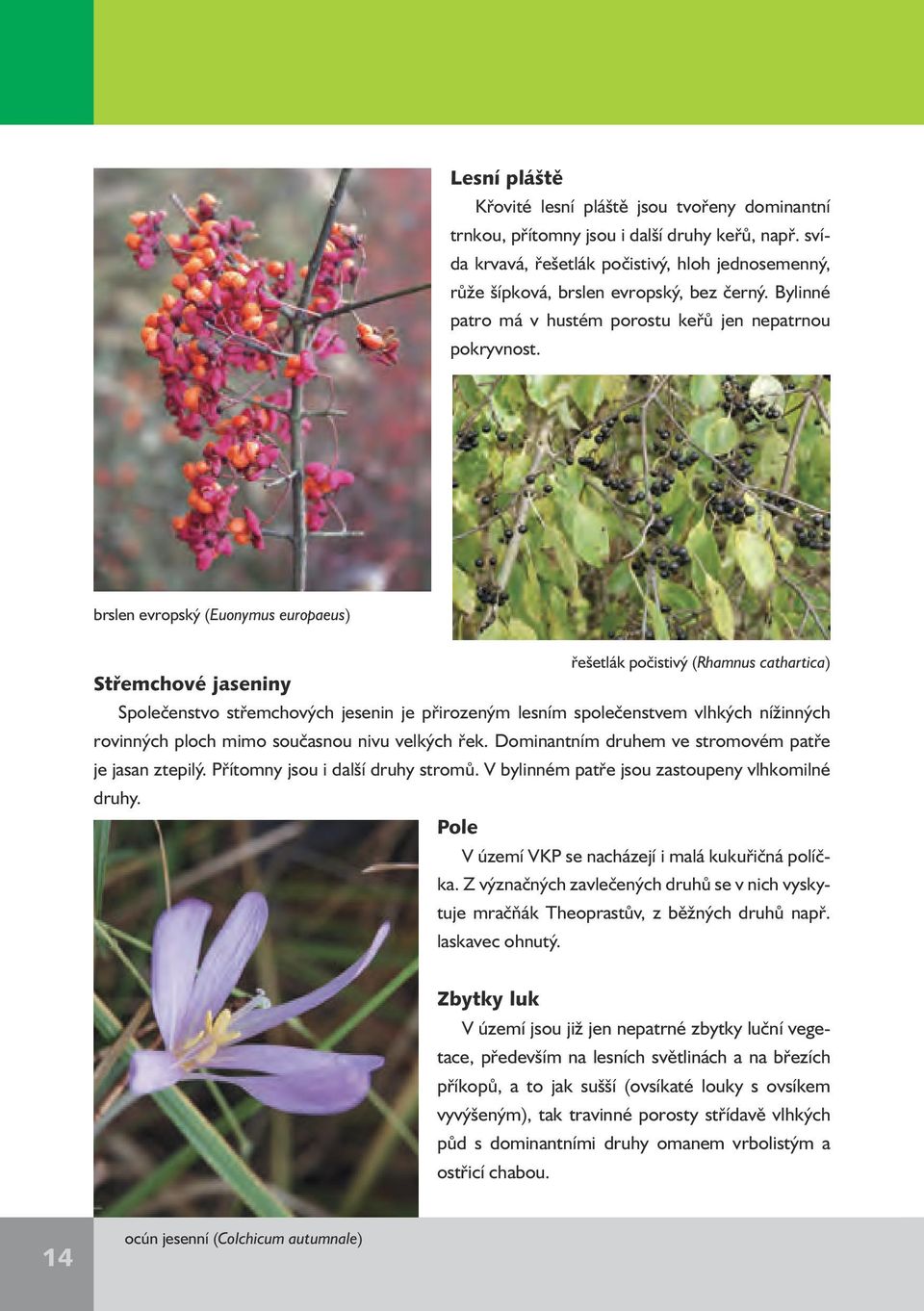 brslen evropský (Euonymus europaeus) řešetlák počistivý (Rhamnus cathartica) Střemchové jaseniny Společenstvo střemchových jesenin je přirozeným lesním společenstvem vlhkých nížinných rovinných ploch
