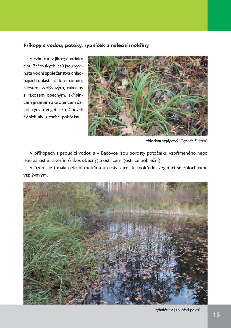 zblochan vzplývavý (Glyceria fluitans) V příkopech s proudící vodou a v Bačovce jsou porosty potočníku vzpřímeného nebo jsou zarostlé rákosím (rákos obecný)