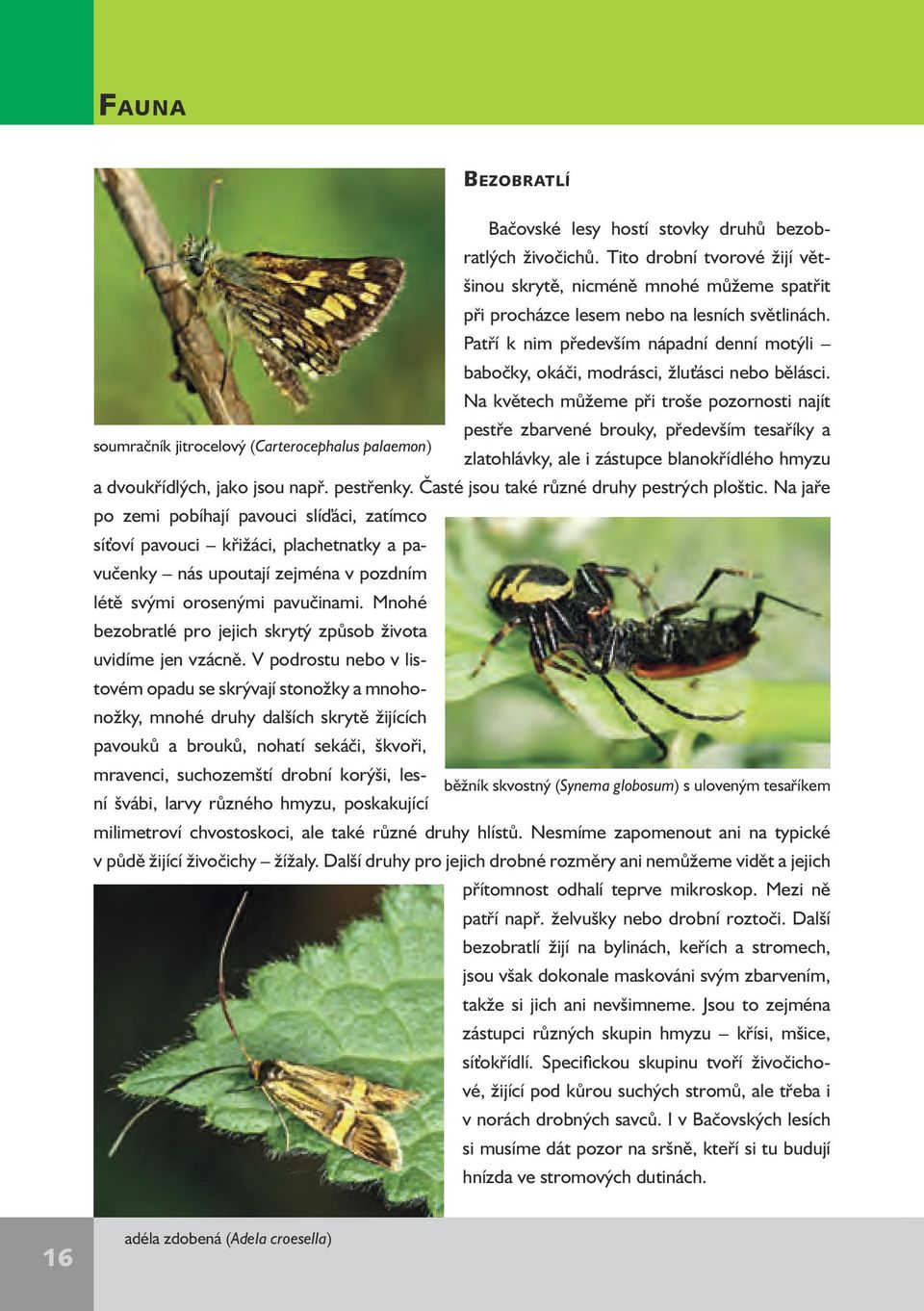 Na květech můžeme při troše pozornosti najít pestře zbarvené brouky, především tesaříky a soumračník jitrocelový (Carterocephalus palaemon) zlatohlávky, ale i zástupce blanokřídlého hmyzu a