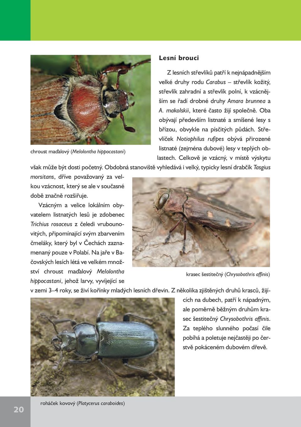 Střevlíček Notiophilus rufipes obývá přirozené listnaté (zejména dubové) lesy v teplých oblastech.