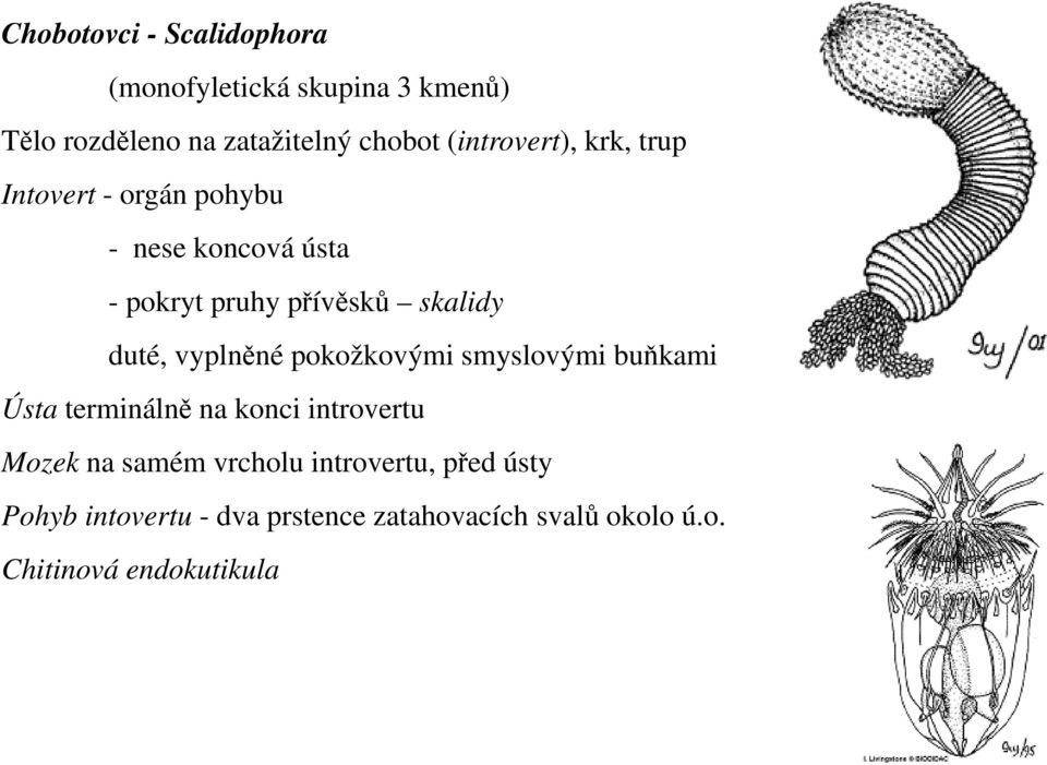 duté, vyplněné pokožkovými smyslovými buňkami Ústa terminálně na konci introvertu Mozek na samém