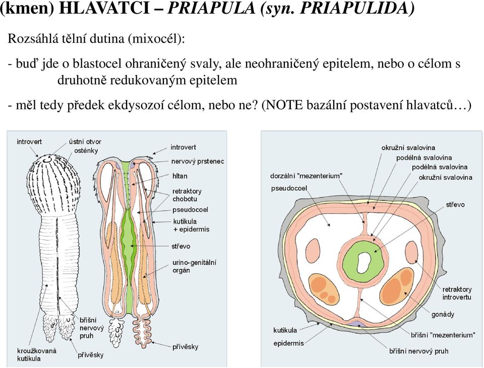 ohraničený svaly, ale neohraničený epitelem, nebo o célom s