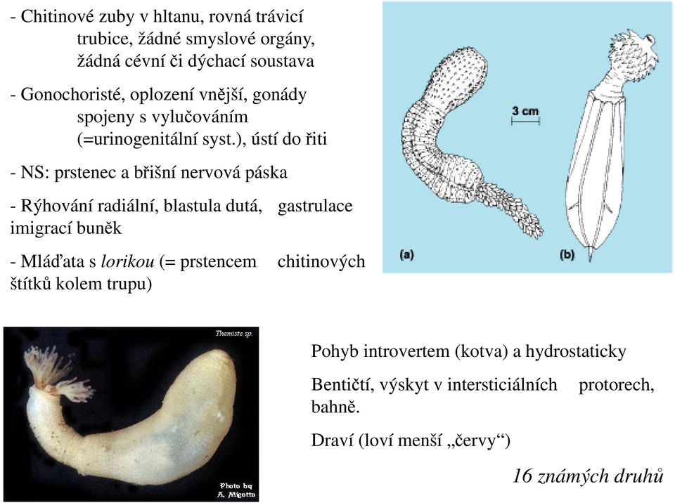 ), ústí do řiti - NS: prstenec a břišní nervová páska - Rýhování radiální, blastula dutá, gastrulace imigrací buněk -Mláďata s