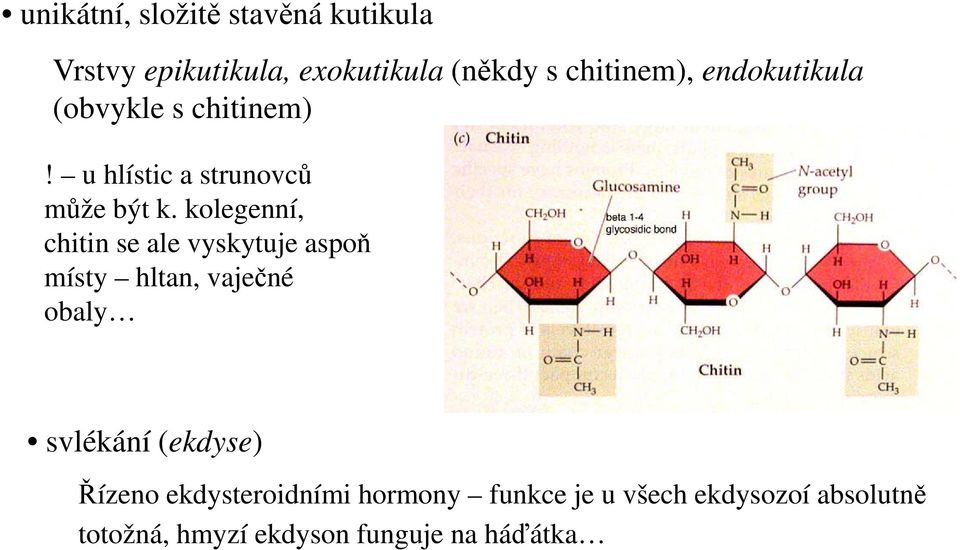 kolegenní, chitin se ale vyskytuje aspoň místy hltan, vaječné obaly svlékání (ekdyse)