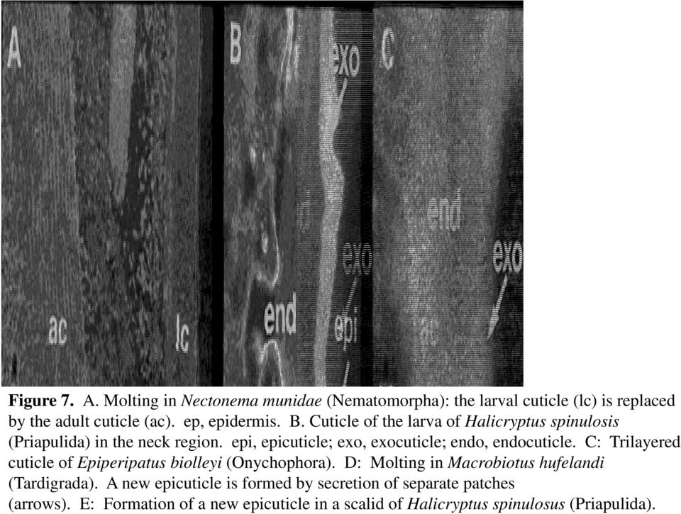 C: Trilayered cuticle of Epiperipatus biolleyi (Onychophora). D: Molting in Macrobiotus hufelandi (Tardigrada).