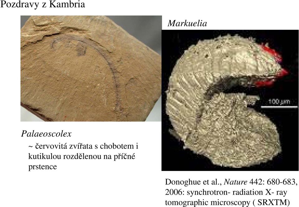 prstence Donoghue et al.