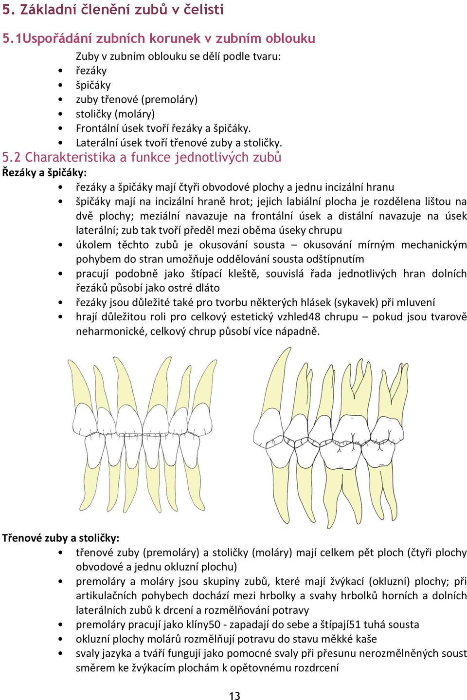 Laterální úsek tvoří třenové zuby a stoličky. 5.