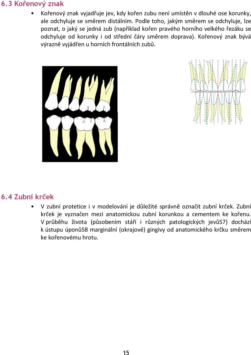 Kořenový znak bývá výrazně vyjádřen u horních frontálních zubů. 6.4 Zubní krček V zubní protetice i v modelování je důležité správně označit zubní krček.