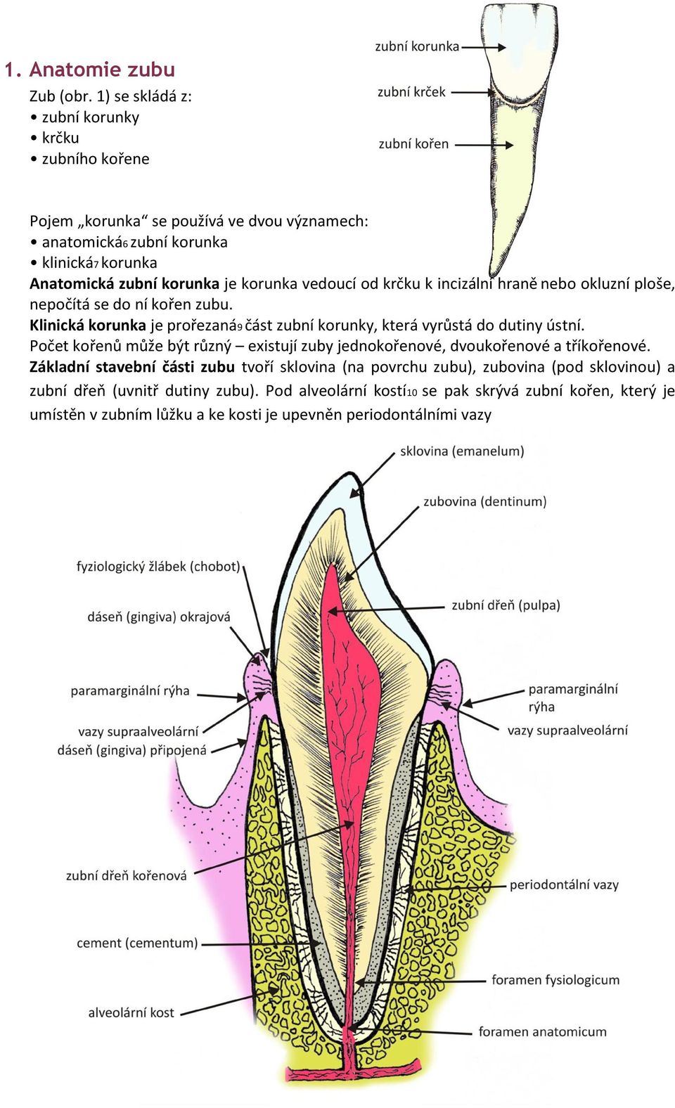 vedoucí od krčku k incizální hraně nebo okluzní ploše, nepočítá se do ní kořen zubu. Klinická korunka je prořezaná9 část zubní korunky, která vyrůstá do dutiny ústní.