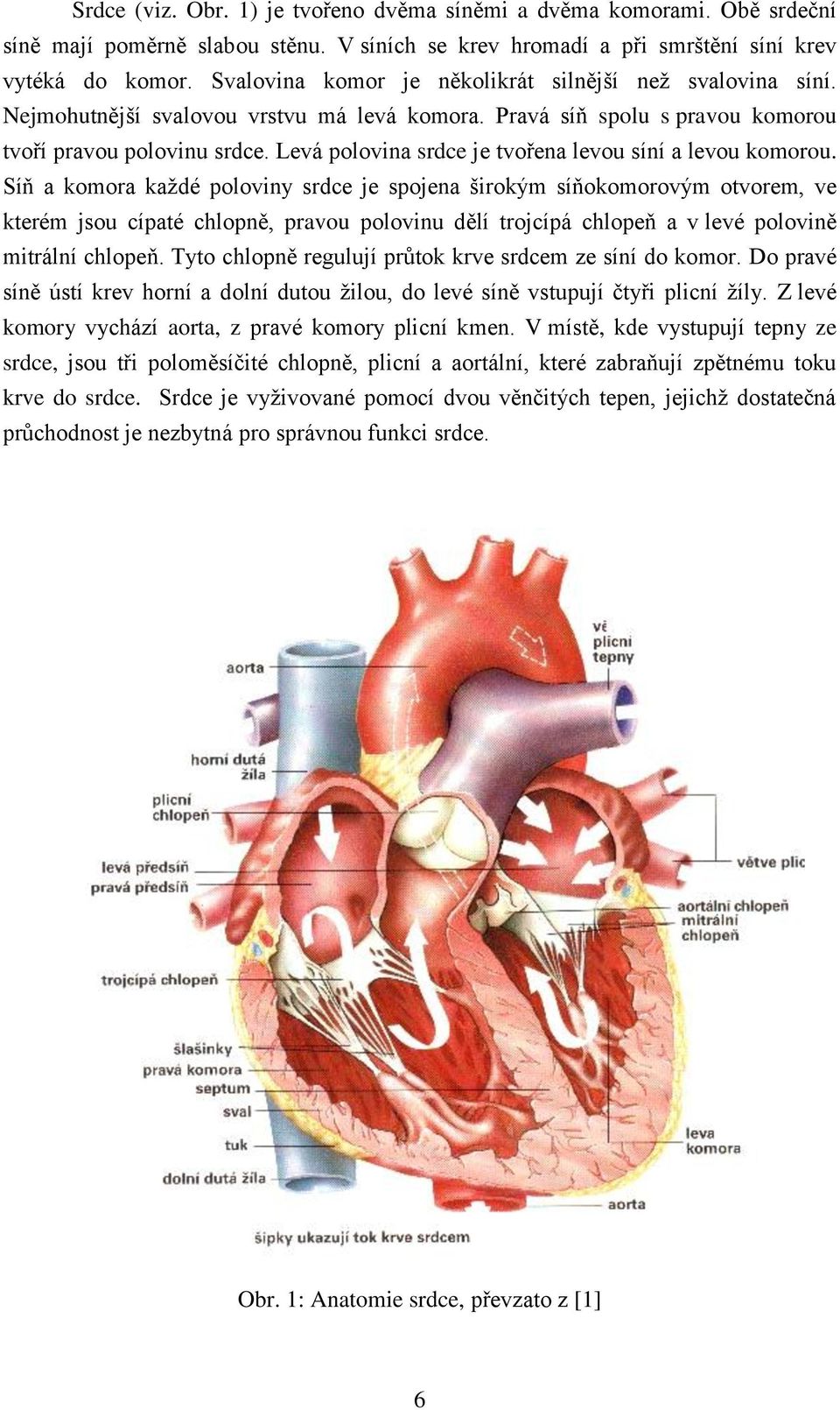 Levá polovina srdce je tvořena levou síní a levou komorou.