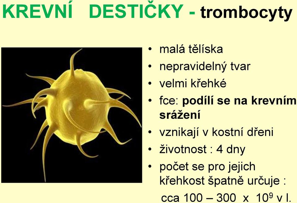 vznikají v kostní dřeni životnost : 4 dny počet se pro