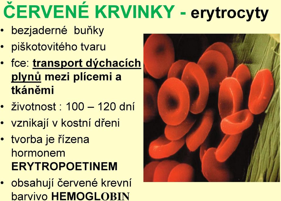 životnost : 100 120 dní vznikají v kostní dřeni tvorba je