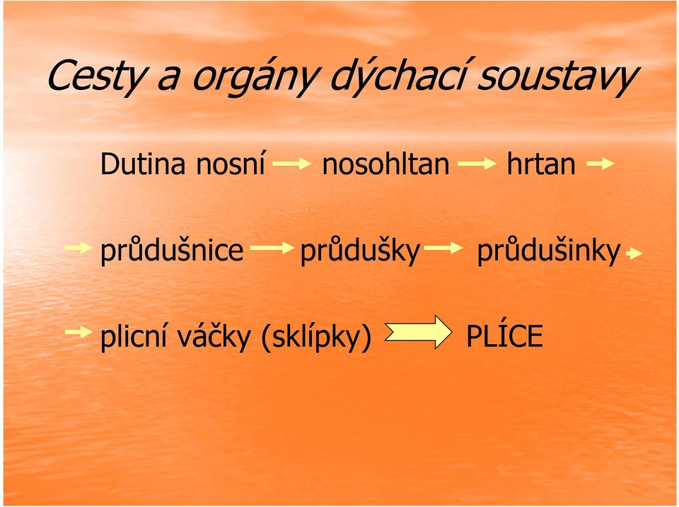 nosohltan hrtan průdušnice