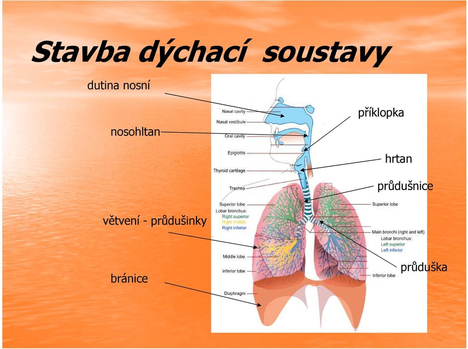 příklopka hrtan průdušnice