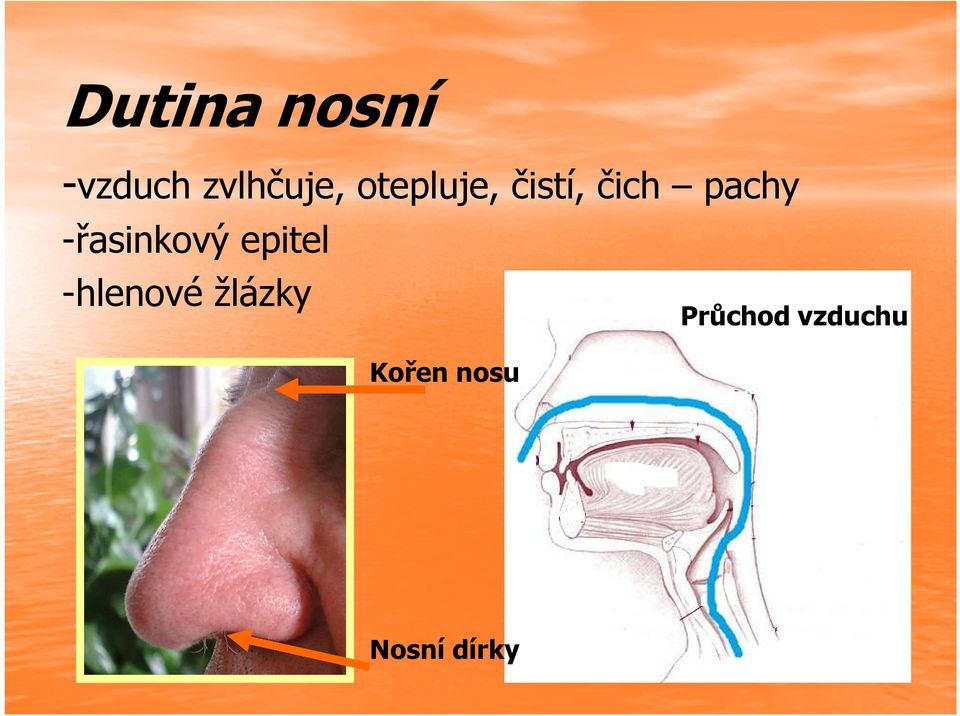 -řasinkový epitel -hlenové
