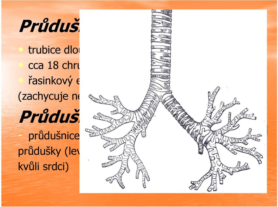 (zachycuje nečistoty) Průdušky - průdušnice se