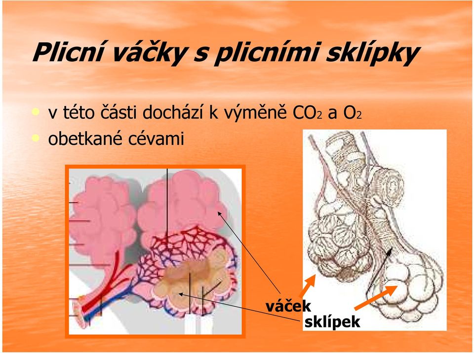 dochází k výměně CO2 a