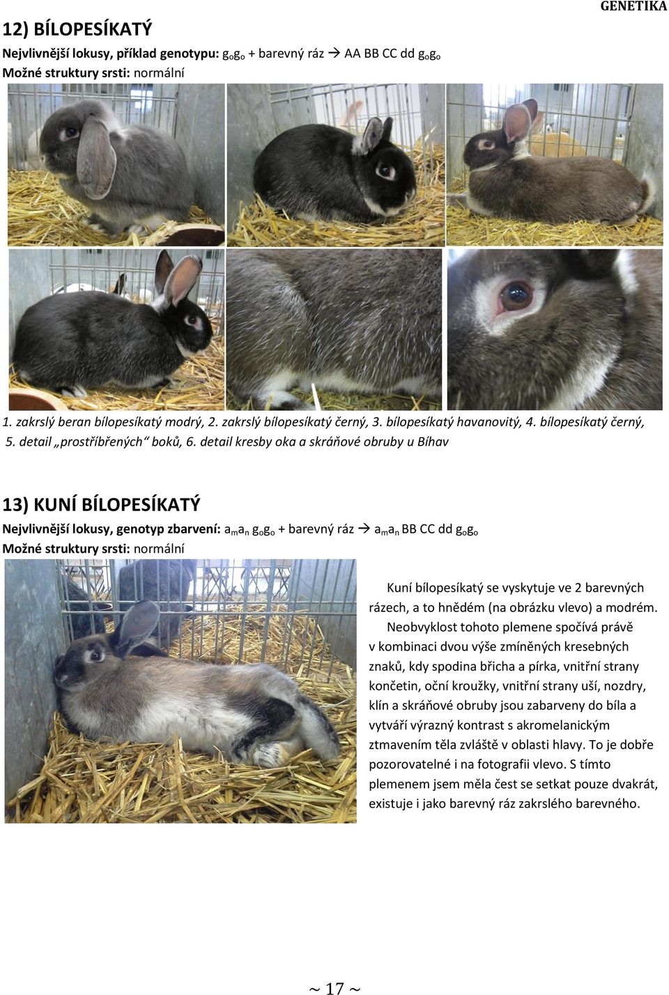detail kresby oka a skráňové obruby u Bíhav 13) KUNÍ BÍLOPESÍKATÝ Nejvlivnější lokusy, genotyp zbarvení: a m a n g o g o + barevný ráz a m a n BB CC dd g o g o Možné struktury srsti: normální Kuní