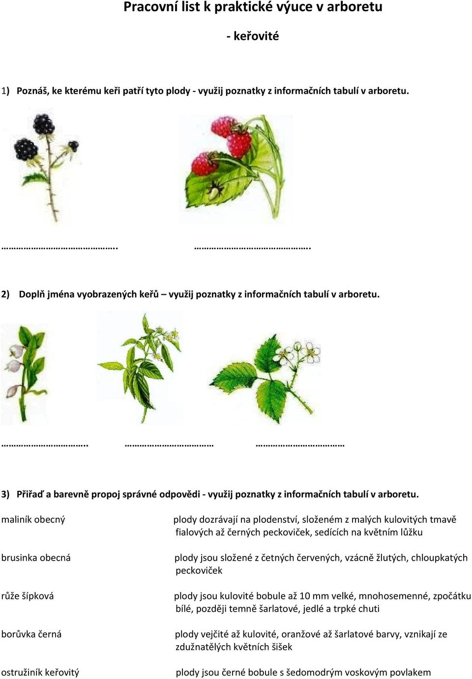 maliník obecný brusinka obecná růže šípková borůvka černá ostružiník keřovitý plody dozrávají na plodenství, složeném z malých kulovitých tmavě fialových až černých peckoviček, sedících na květním