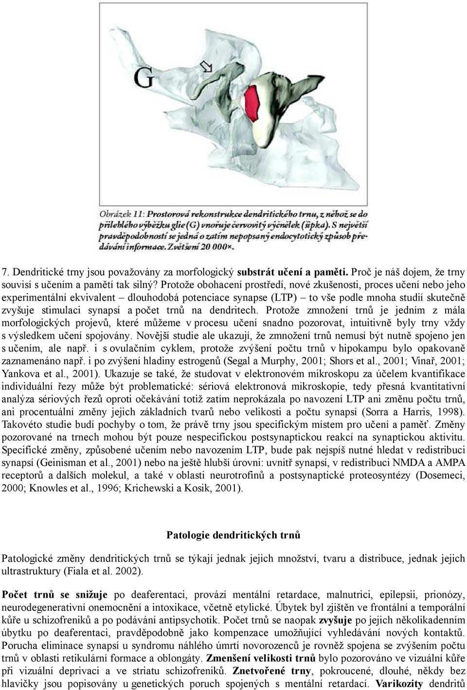 trnů na dendritech. Protože zmnožení trnů je jedním z mála morfologických projevů, které můžeme v procesu učení snadno pozorovat, intuitivně byly trny vždy s výsledkem učení spojovány.