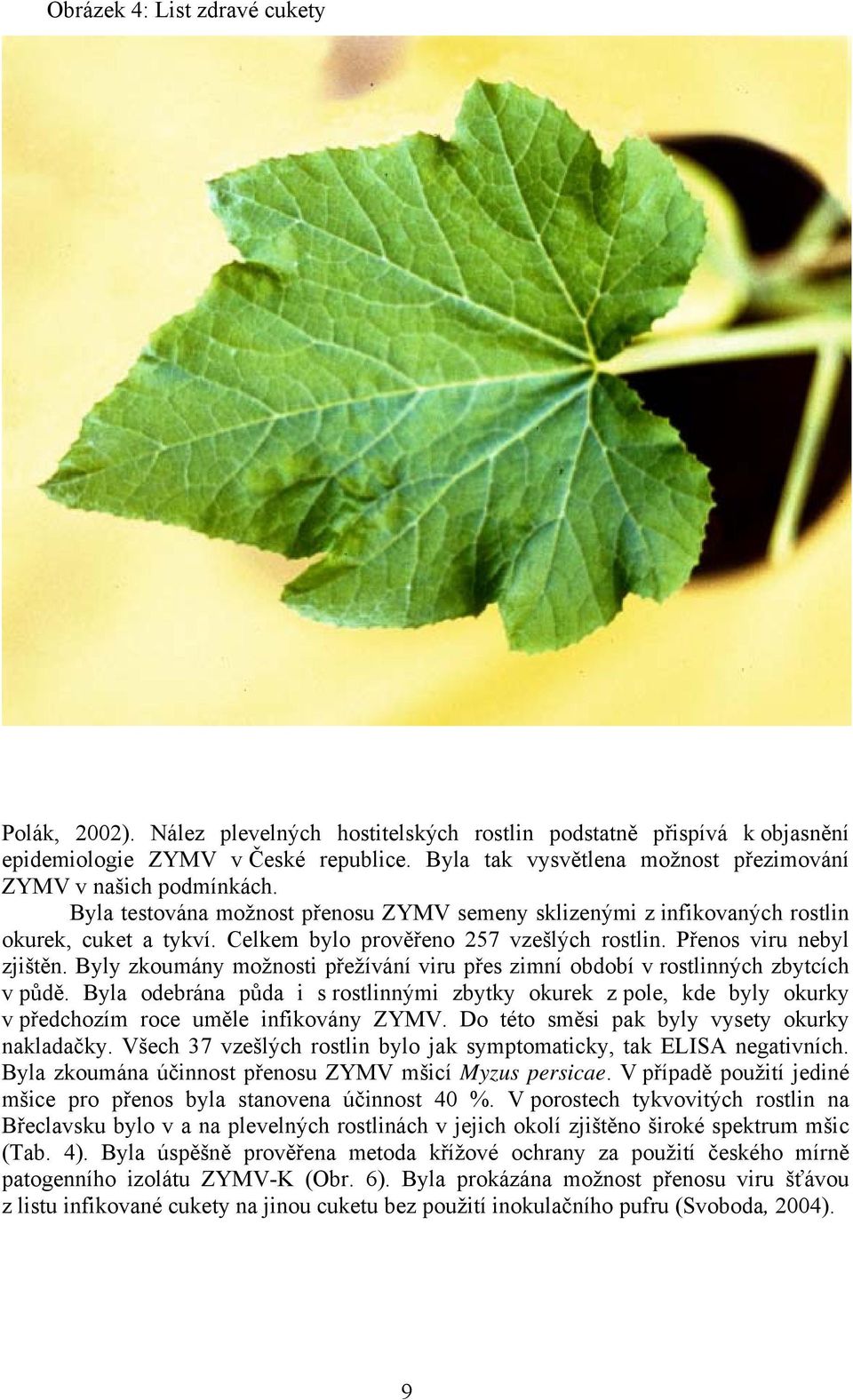 Celkem bylo prověřeno 257 vzešlých rostlin. Přenos viru nebyl zjištěn. Byly zkoumány možnosti přežívání viru přes zimní období v rostlinných zbytcích v půdě.