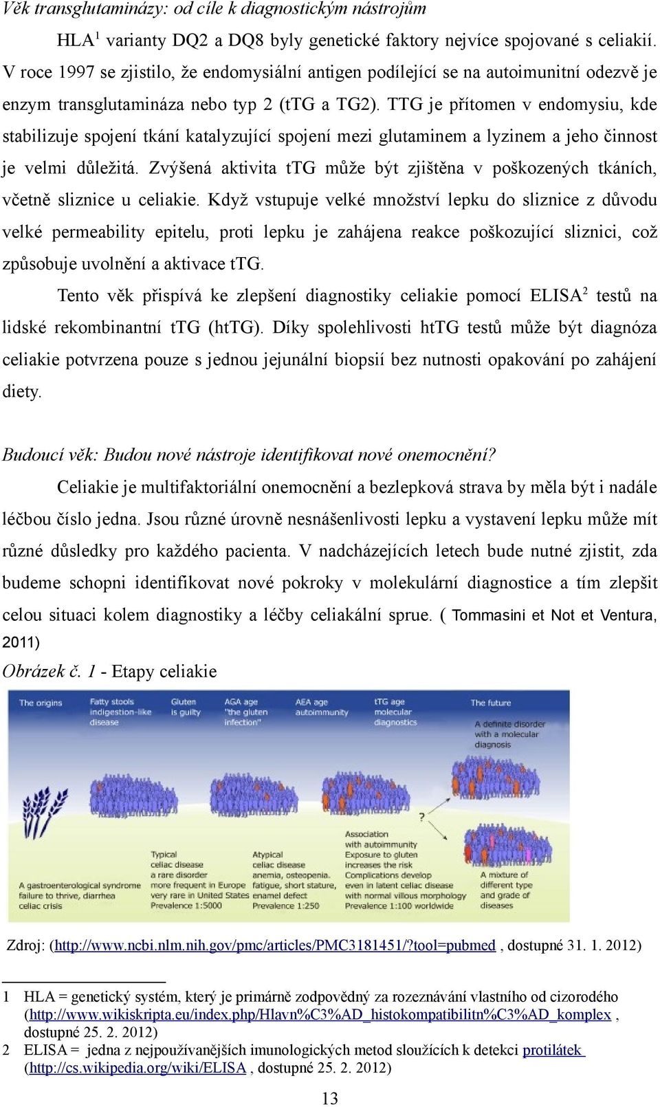 TTG je přítomen v endomysiu, kde stabilizuje spojení tkání katalyzující spojení mezi glutaminem a lyzinem a jeho činnost je velmi důležitá.