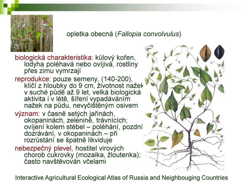 význam: v časně setých jařinách, okopaninách, zelenině, trávnících; ovíjení kolem stébel poléhání, pozdní dozrávání, v okopaninách při rozrůstání se špatně likviduje