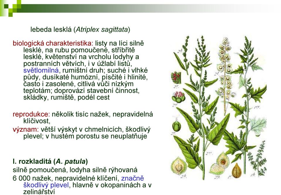stavební činnost, skládky, rumiště, podél cest reprodukce: několik tisíc nažek, nepravidelná klíčivost, význam: větší výskyt v chmelnicích, škodlivý plevel; v hustém