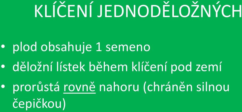 během klíčení pod zemí prorůstá