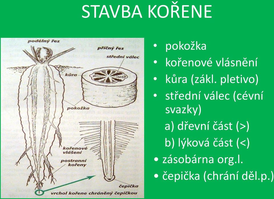 pletivo) střední válec (cévní svazky) a)