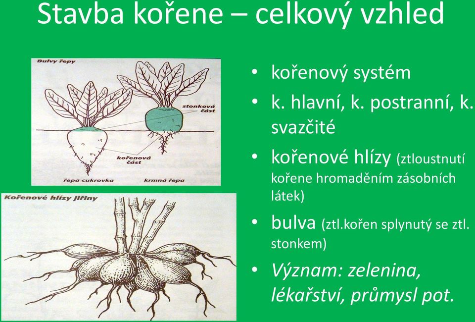 svazčité kořenové hlízy (ztloustnutí kořene hromaděním