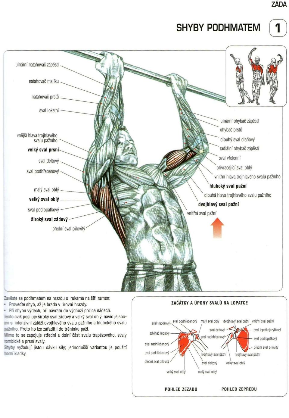 hlava trojhlavého svalu pažního dvojhlavy sval pažní vnitřní sval pažní přední sval pilovitý li zs:s se podhmatem na hrazdu s rukama na šíři ramen: :veďte shýb, až je brada v úrovni hrazdy.