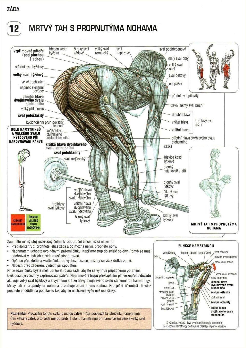kyčloholenní pruh povázky stehenní ROLE HAMSTRINGŮ A VELKÉHO SVALU HÝŽĎOVÉHO PŘI NAROVNÁVÁNI PÁNVE ČINNOST ČINNOST HAMSTRINGŮ VELKÉHO SVALU HÝŽĎOVÉHO Zaujměte mírný stoj rozkročný čelem k obouruční