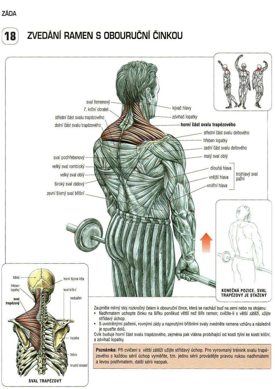 sval romblcký široký sval zádový zevní šikmý sval břišní dlouhá hlava vnější hlava vnitřní hlava trojhlavý sval pažní KONEČNÁ POZICE, SVAL TRAPÉZOVÝ JE STAŽENÝ Zaujměte mírný stoj rozkročný čelem k