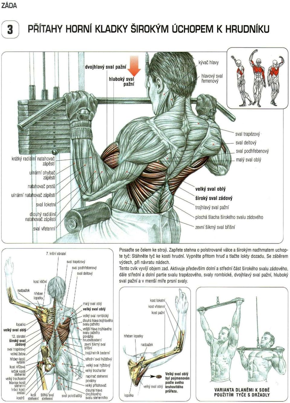 podhřebenový sval deltový Posaďte se čelem ke stroji. Zapřete stehna o polstrované válce a širokým nadhmatem uchopte tyč: Stáhněte tyč ke kosti hrudní. Vypněte přitom hruď a tlačte lokty dozadu.