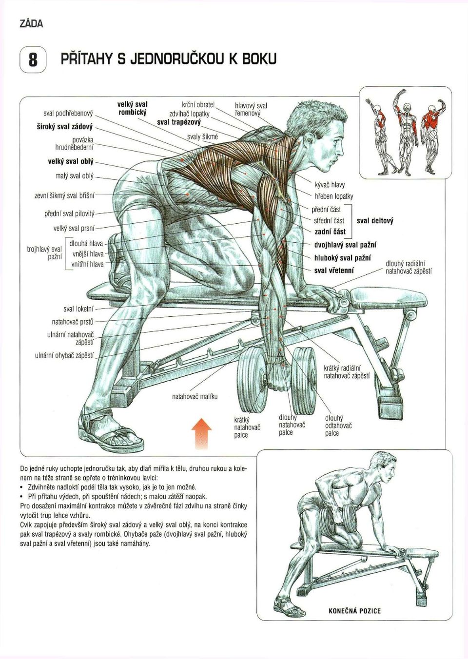 hlava vnější hlava vnitřní hlava sval loketn natahovač prstů ulnárnf natahovač zápěstí ulnární ohybač zápěstí Do jedné ruky uchopte jednoručku tak, aby dlaň mířila k tělu, druhou rukou a kolenem na