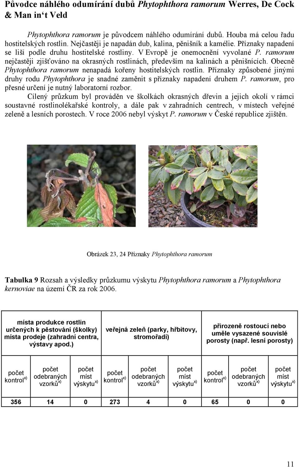 ramorum nejčastěji zjišťováno na okrasných rostlinách, především na kalinách a pěnišnících. Obecně Phytophthora ramorum nenapadá kořeny hostitelských rostlin.