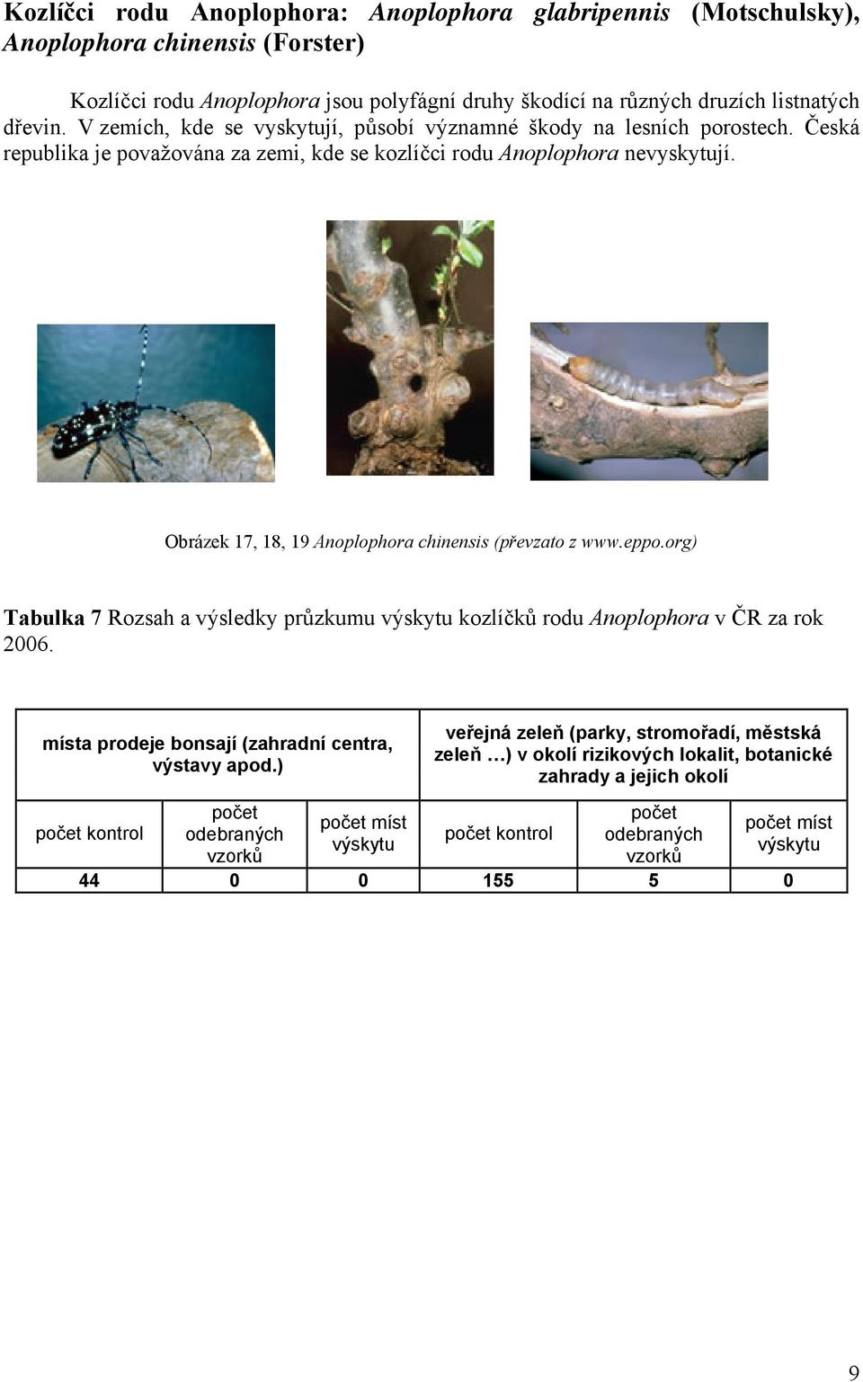 Česká republika je považována za zemi, kde se kozlíčci rodu Anoplophora nevyskytují. Obrázek 17, 18, 19 Anoplophora chinensis (převzato z www.eppo.