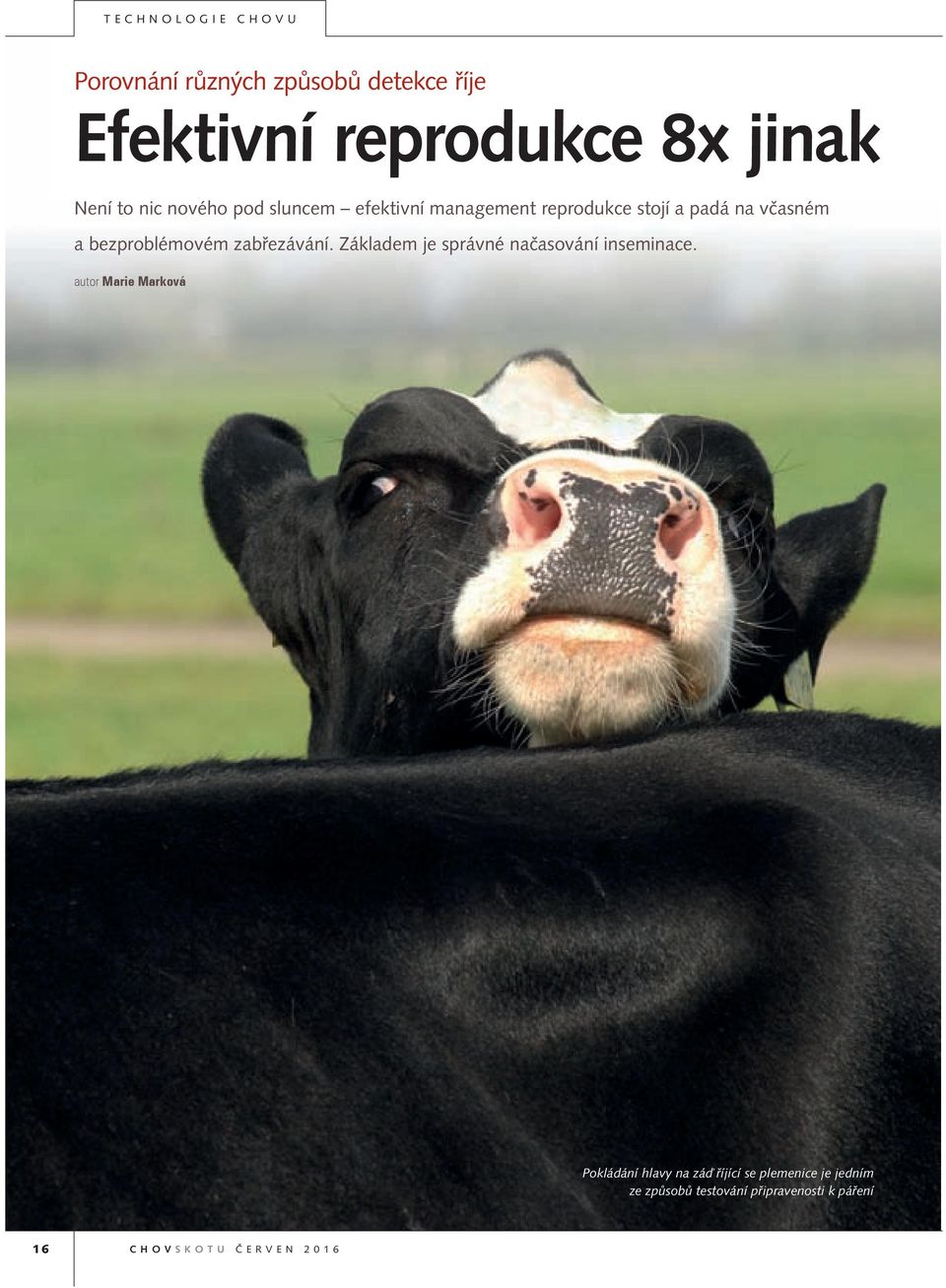 zabřezávání. Základem je správné načasování inseminace.