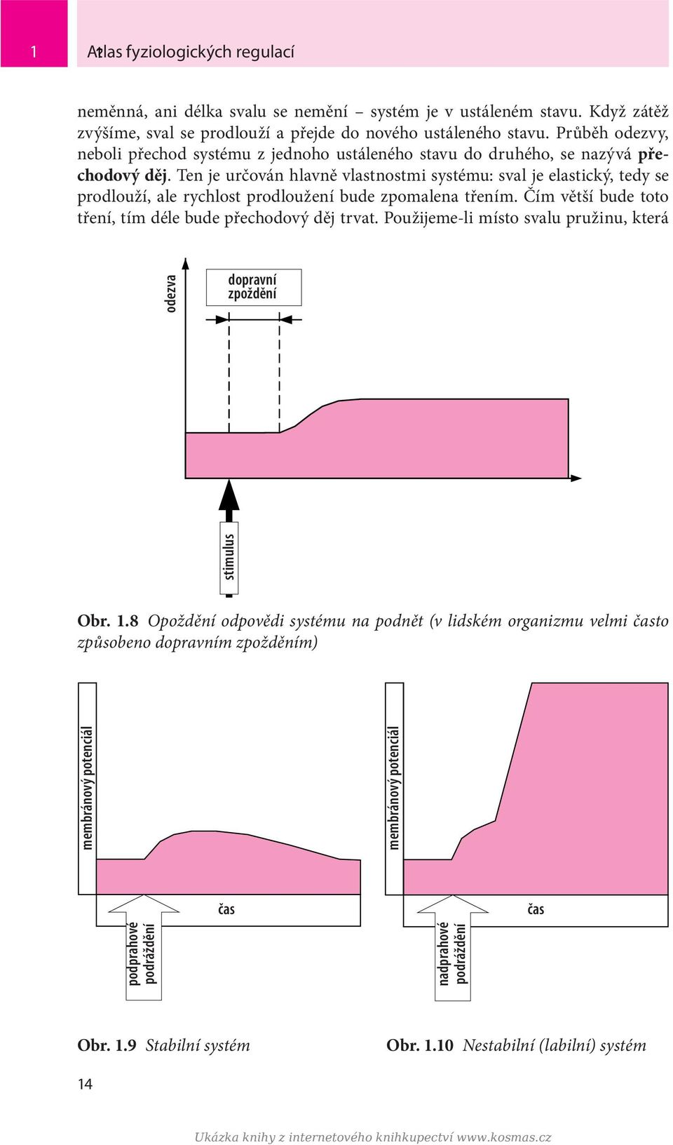 Ten je určován hlavně vlastnostmi systému: sval je elastický, tedy se prodlouží, ale rychlost prodloužení bude zpomalena třením. Čím větší bude toto tření, tím déle bude přechodový děj trvat.