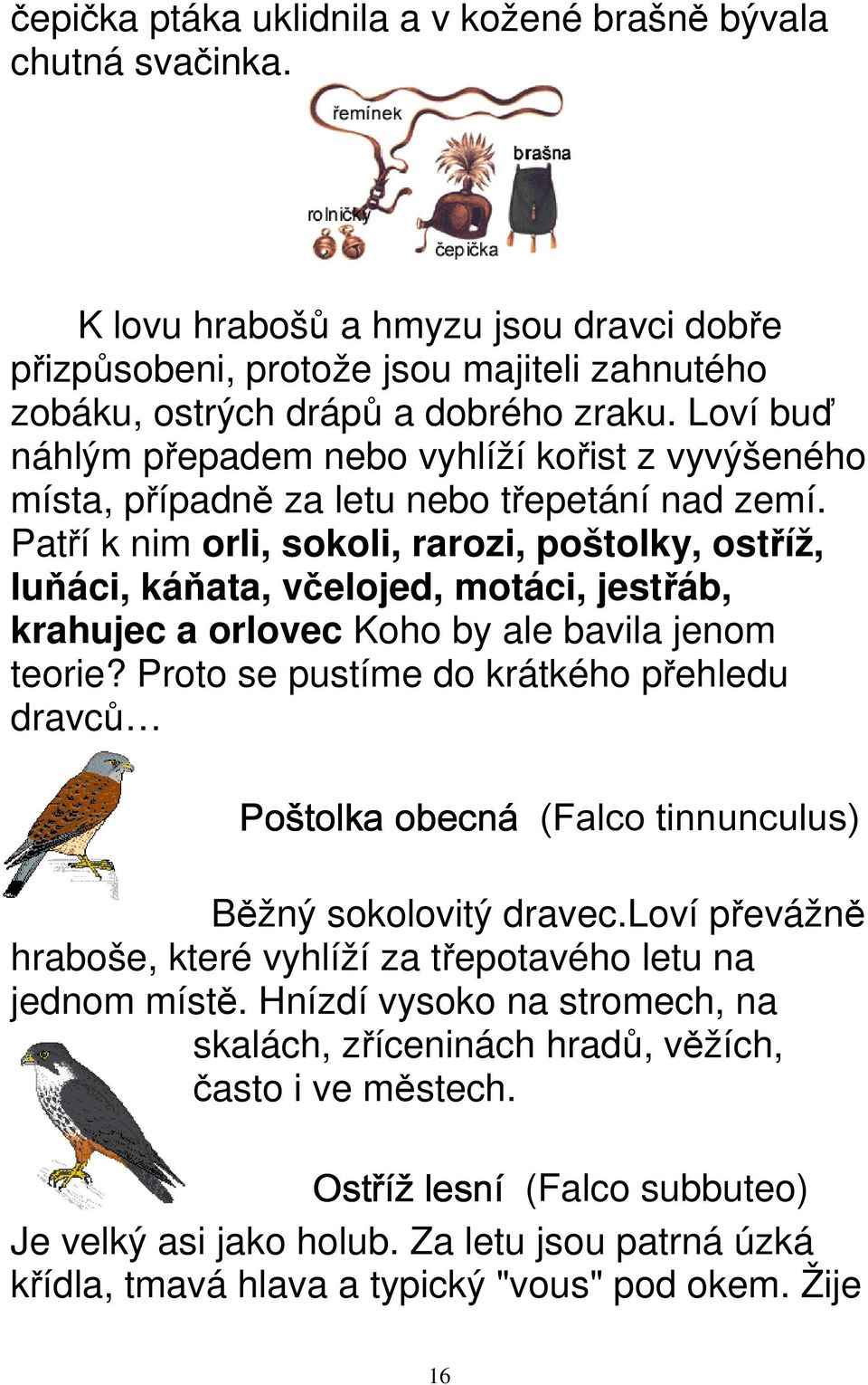 Patří k nim orli, sokoli, rarozi, poštolky, ostříž, luňáci, káňata, včelojed, motáci, jestřáb, krahujec a orlovec Koho by ale bavila jenom teorie?