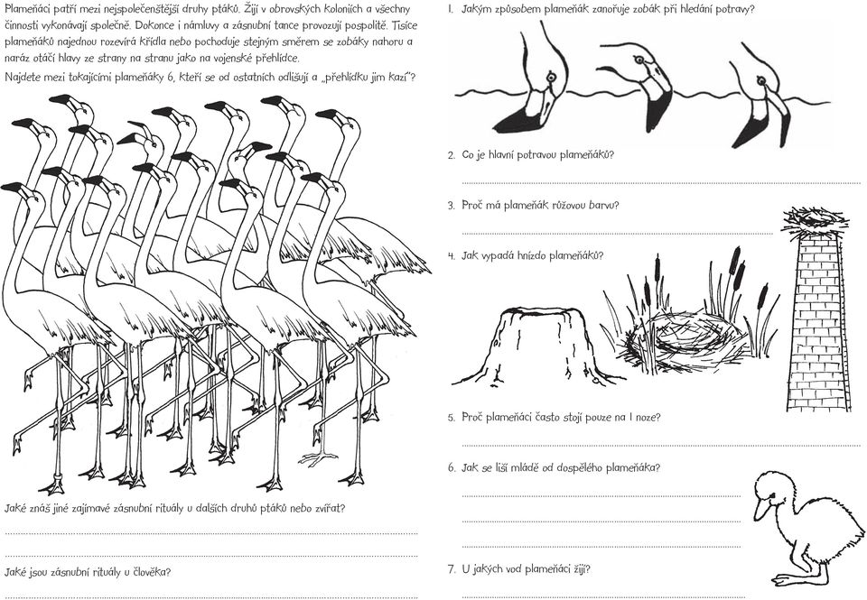 Najdete mezi tokajícími plameňáky 6, kteří se od ostatních odlišují a přehlídku jim kazí? 1. Jakým způsobem plameňák zanořuje zobák při hledání potravy? 2. Co je hlavní potravou plameňáků?... 3.