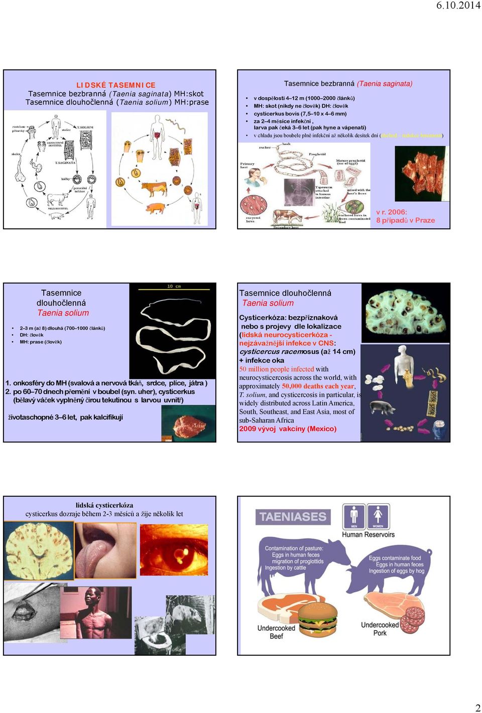 (obchod redukce hmotnosti) v r. 2006: 8 případů v Praze Tasemnice dlouhočlenná Taenia solium 2 3 m (až 8) dlouhá (700 1000 článků) DH: člověk MH: prase (člověk) 1.