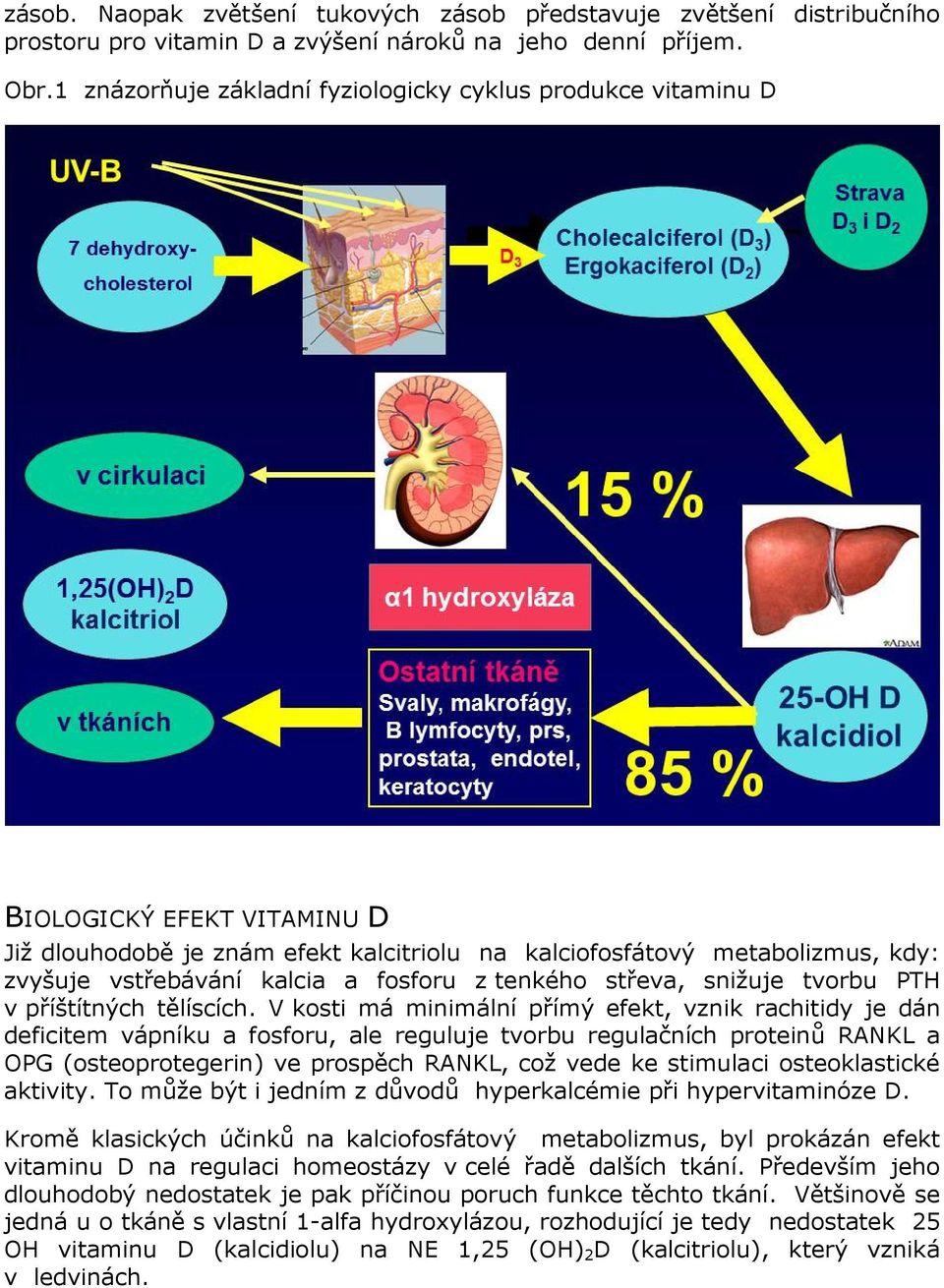 fosforu z tenkého střeva, snižuje tvorbu PTH v příštítných tělíscích.