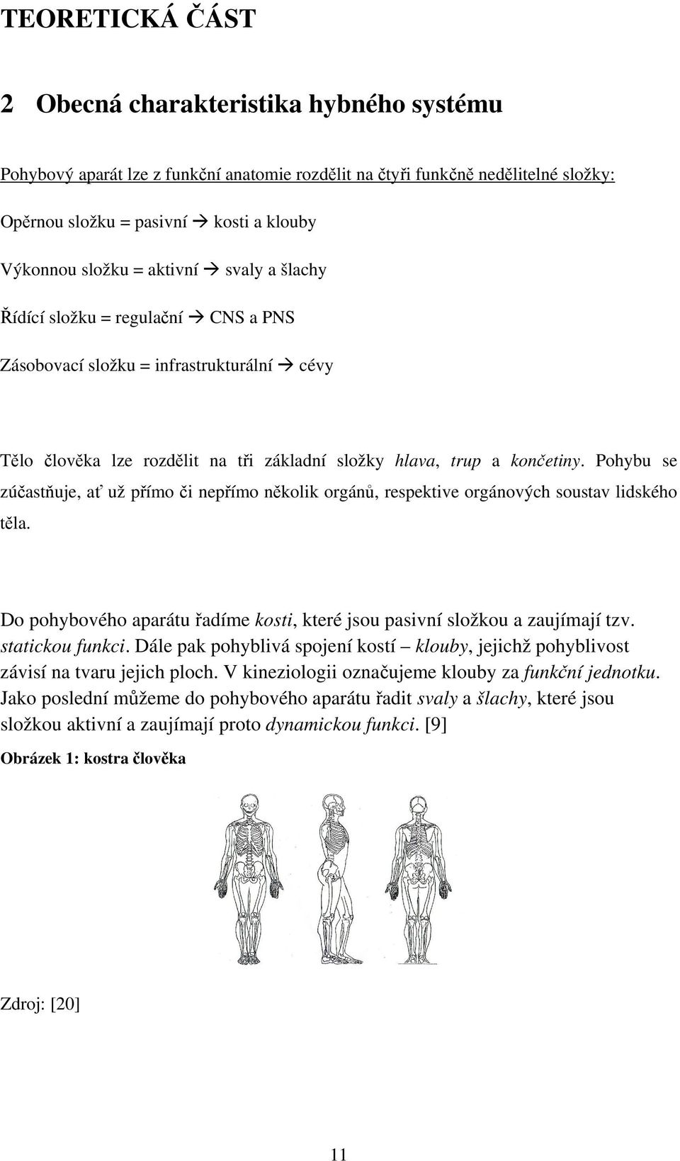Pohybu se zúčastňuje, ať už přímo či nepřímo několik orgánů, respektive orgánových soustav lidského těla. Do pohybového aparátu řadíme kosti, které jsou pasivní složkou a zaujímají tzv.