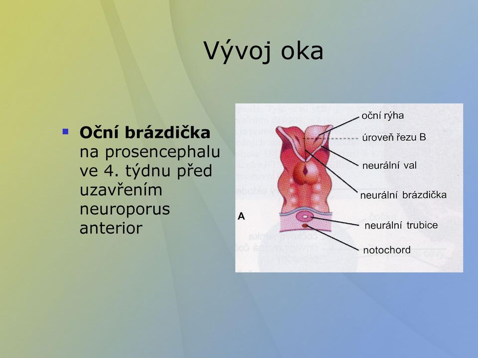 prosencephalu ve 4.