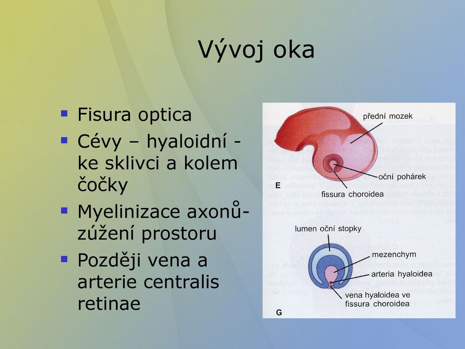 Myelinizace axonůzúžení prostoru